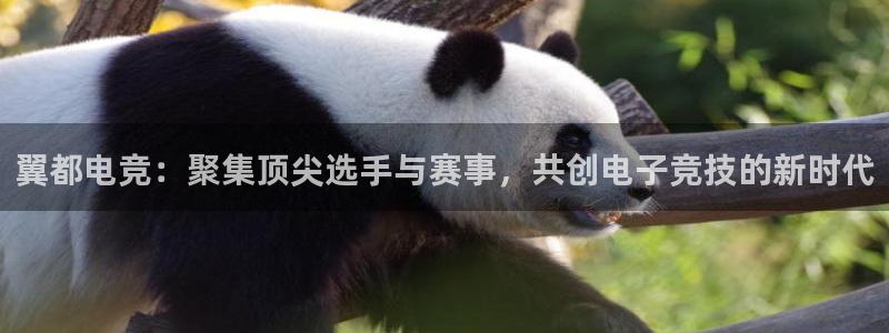 小艾电竞官网：翼都电竞：聚集顶尖选手与赛事，共创电子竞技的新时代
